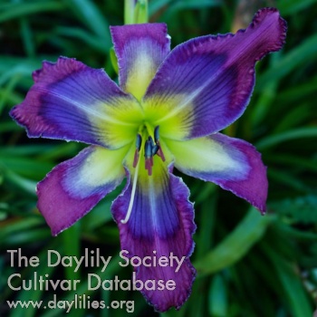 Daylily Spacecoast Seize the Day
