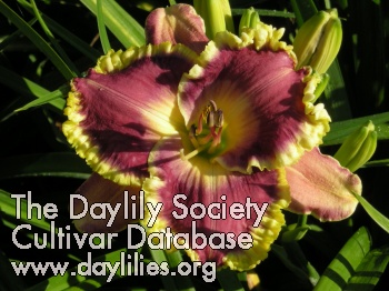 Daylily Spacecoast Better Late