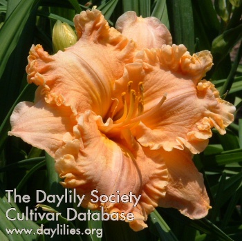 Daylily Spacecoast Extreme Fashion