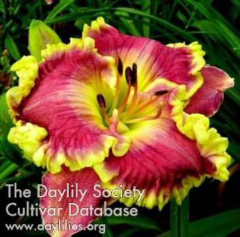 Daylily Spacecoast Gilded Robe