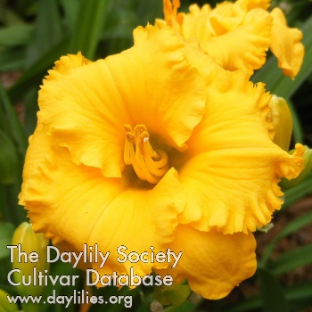 Daylily Spacecoast Golden Thimble