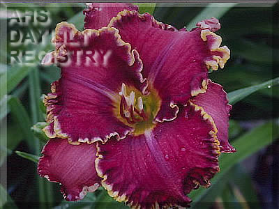 Daylily Spacecoast Mulberry Motif