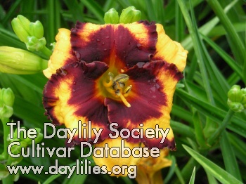 Daylily Spacecoast Pansy Pinafore