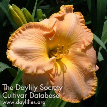 Daylily Spacecoast Pink Lady