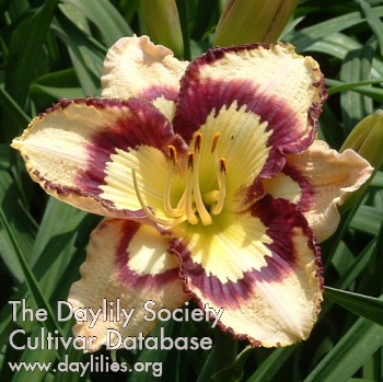 Daylily Spacecoast Sea Shells