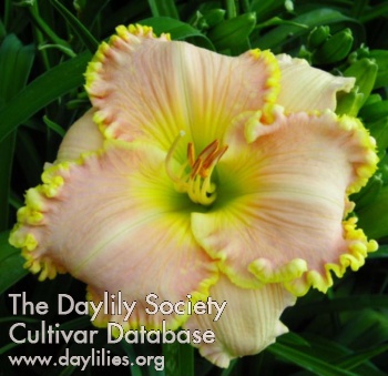 Daylily Spacecoast Southern Belle