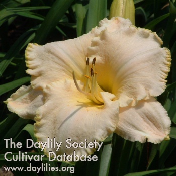 Daylily Spacecoast White Out