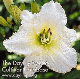 Daylily Spanish Snowbird