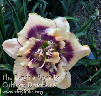 Daylily Sparkle Berry Truffle