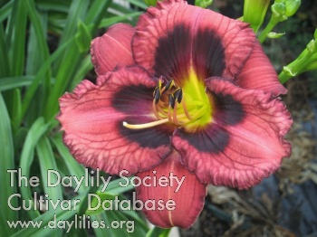 Daylily Sparks Black Beans and Chili