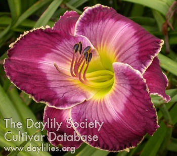 Daylily Spartacus Adorned