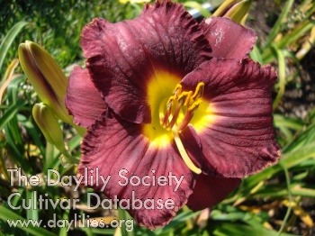 Daylily Special Ops
