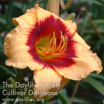 Daylily Spell Fire