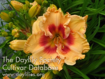 Daylily Spiced Just Right