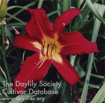 Daylily Spider Man