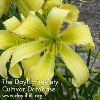 Daylily Spider Miracle