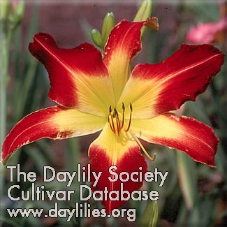 Daylily Spider to the Fly