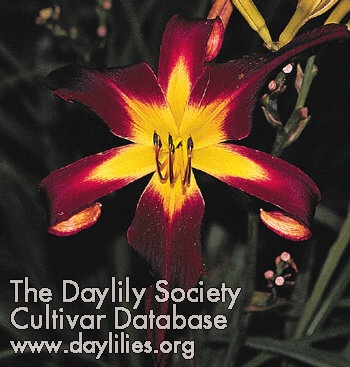 Daylily Spider Walk