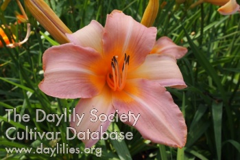 Daylily Spinne in Lachs