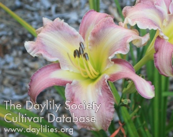 Daylily Spirit in the Stone