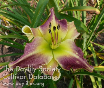 Daylily Spock's Ears