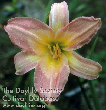 Daylily Spring Shower