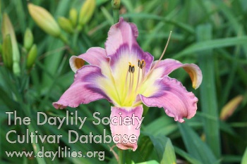 Daylily Spring Heather