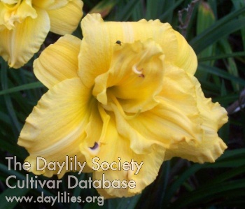 Daylily Springtime Bouquet