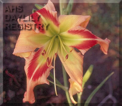 Daylily Square Dancer's Curtsy