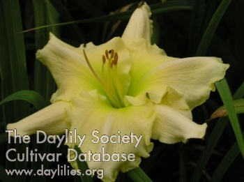 Daylily Squeaky Clean
