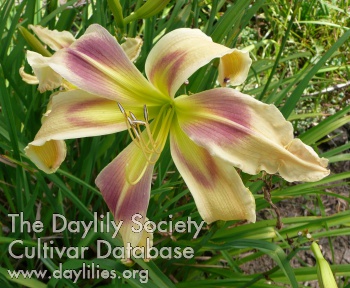 Daylily Squiggles