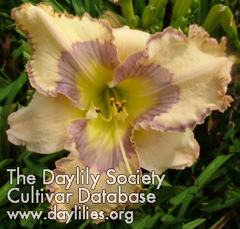 Daylily Squirrel Beater
