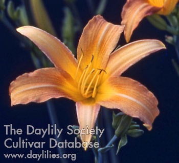 Daylily Stalwart