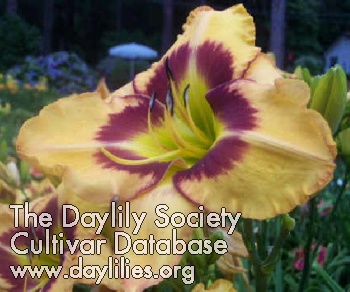Daylily Standing at Attention