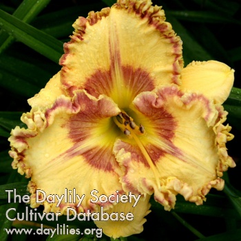 Daylily Star Quest