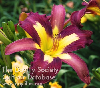 Daylily Star of India
