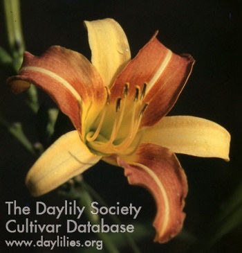 Daylily Star of Tennessee
