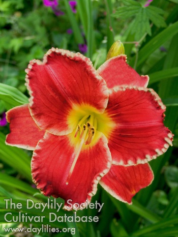 Daylily Startle