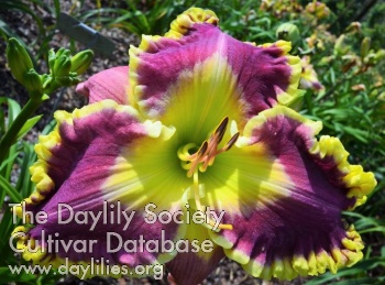 Daylily State of the Art
