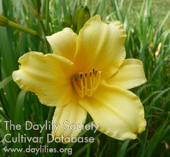 Daylily Statuesque