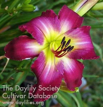 Daylily Stealth Bomber