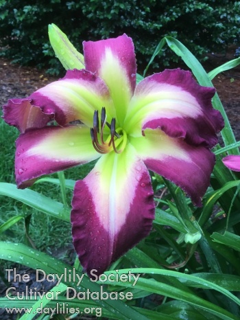 Daylily Steve's Magic