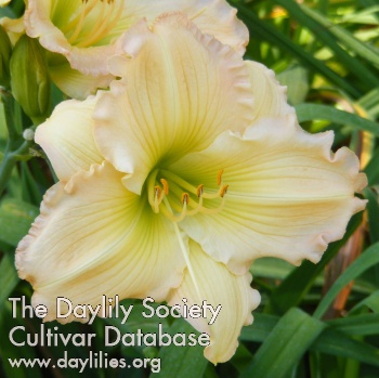 Daylily Stop the Show