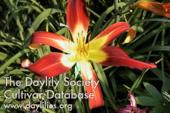 Daylily Stoplight