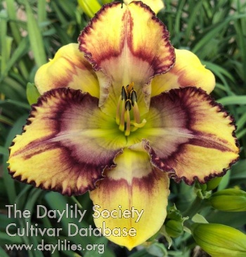 Daylily Strangeling