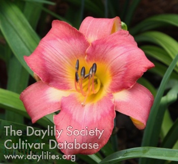 Daylily Strasbourg
