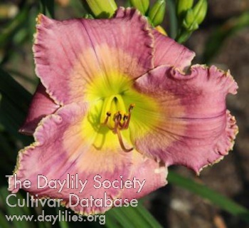 Daylily Stream of Consciousness