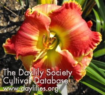 Daylily Streetcar Named Desire