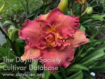 Daylily Suburban Currie Fontenot