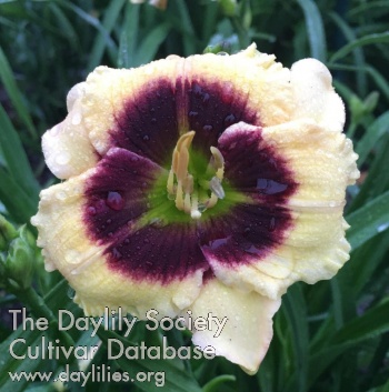 Daylily Suburban Newell Howell
